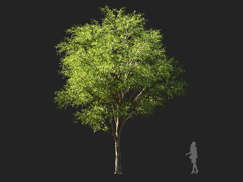 Maxtree - Plant Models Vol.132