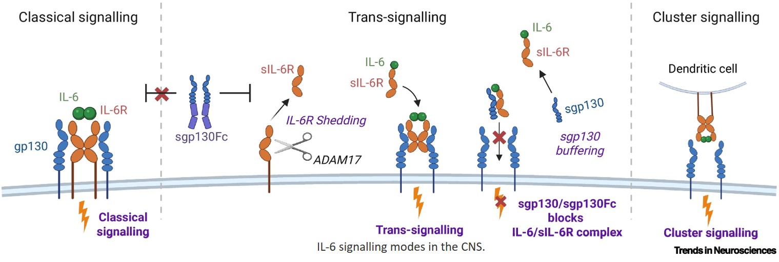Interleukin-6 trans-signalling as a selectively targetable driver of neurodegeneration
