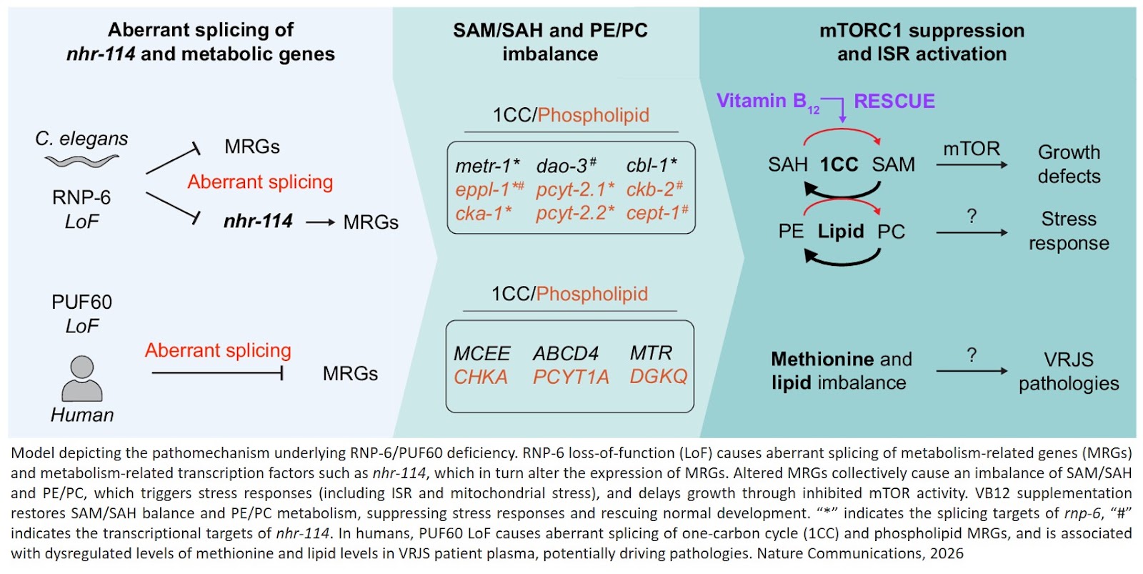 Vitamin B12 alleviates spliceosomopathy via phospholipid remodeling