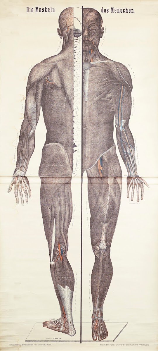 Human Muscles 1911