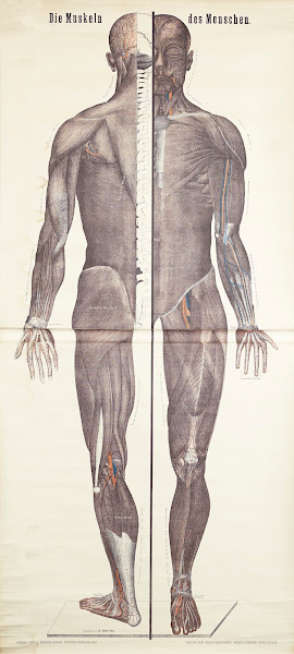 Human Muscles 1911