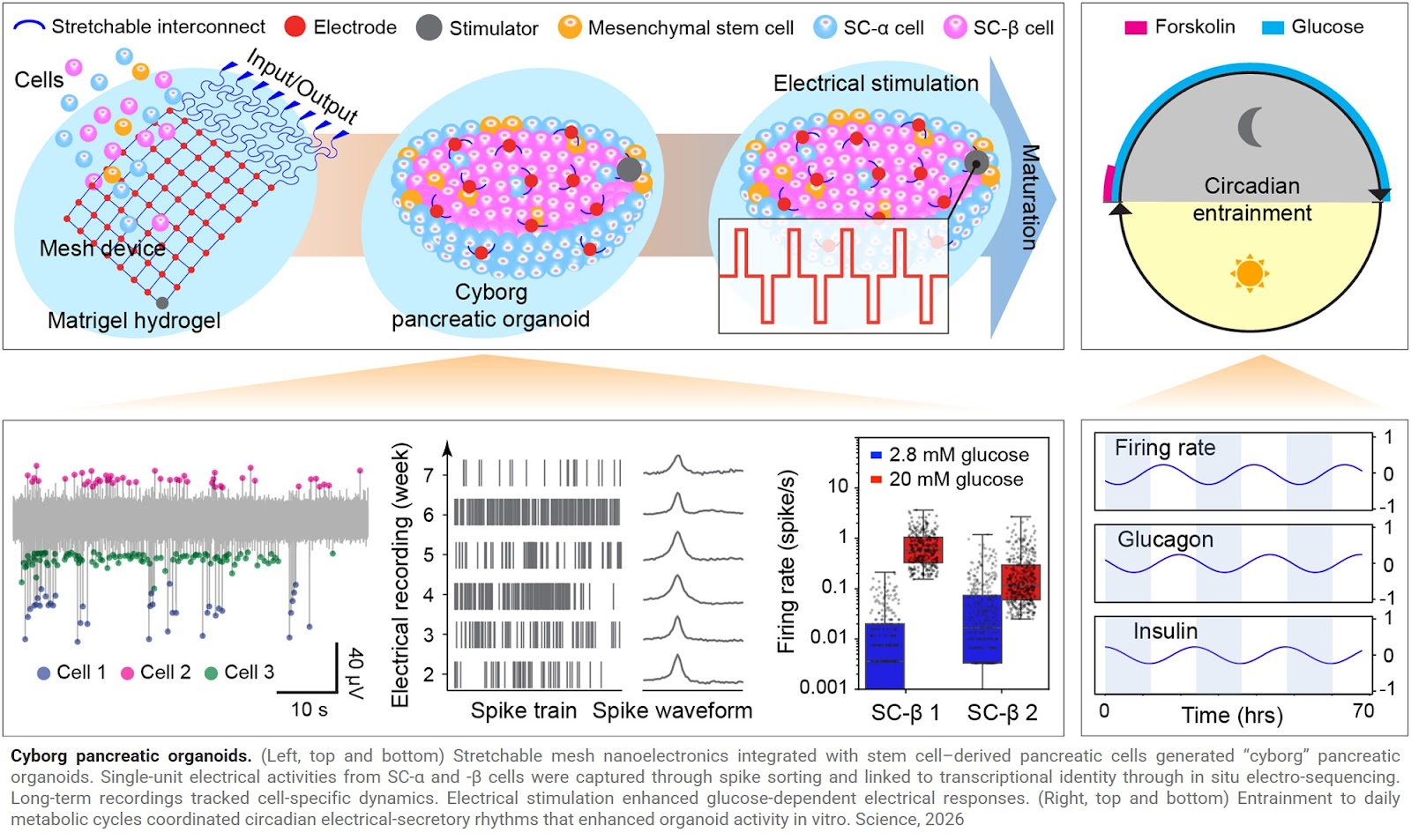 Human islet cell electrical maturation