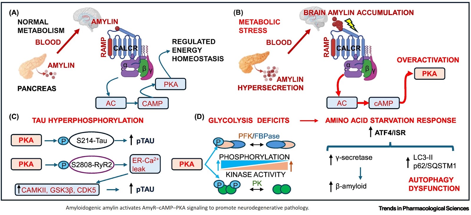 Diabetes and dementia are linked by amyloidogenic amylin signaling