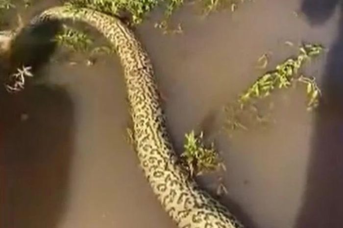 Chọn phải con mồi khó xơi, trăn anaconda phải trả giá bằng cả mạng sống - Tạp chí Doanh Nghiệp Việt Nam