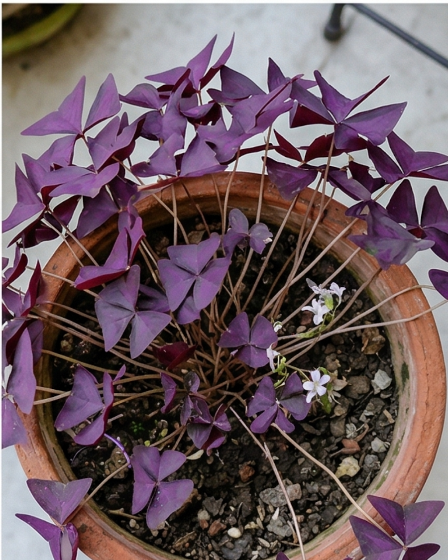 Oxalis Purple Plant — view 4