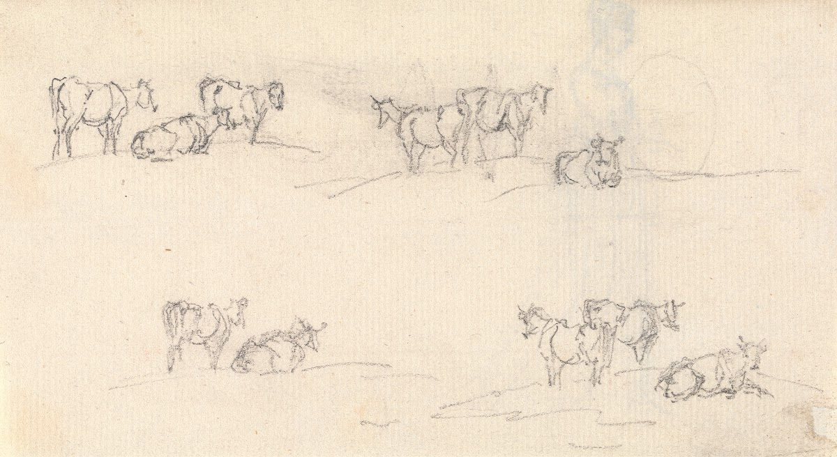 Studies of a Cattle