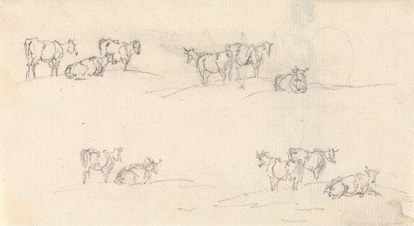 Studies of a Cattle