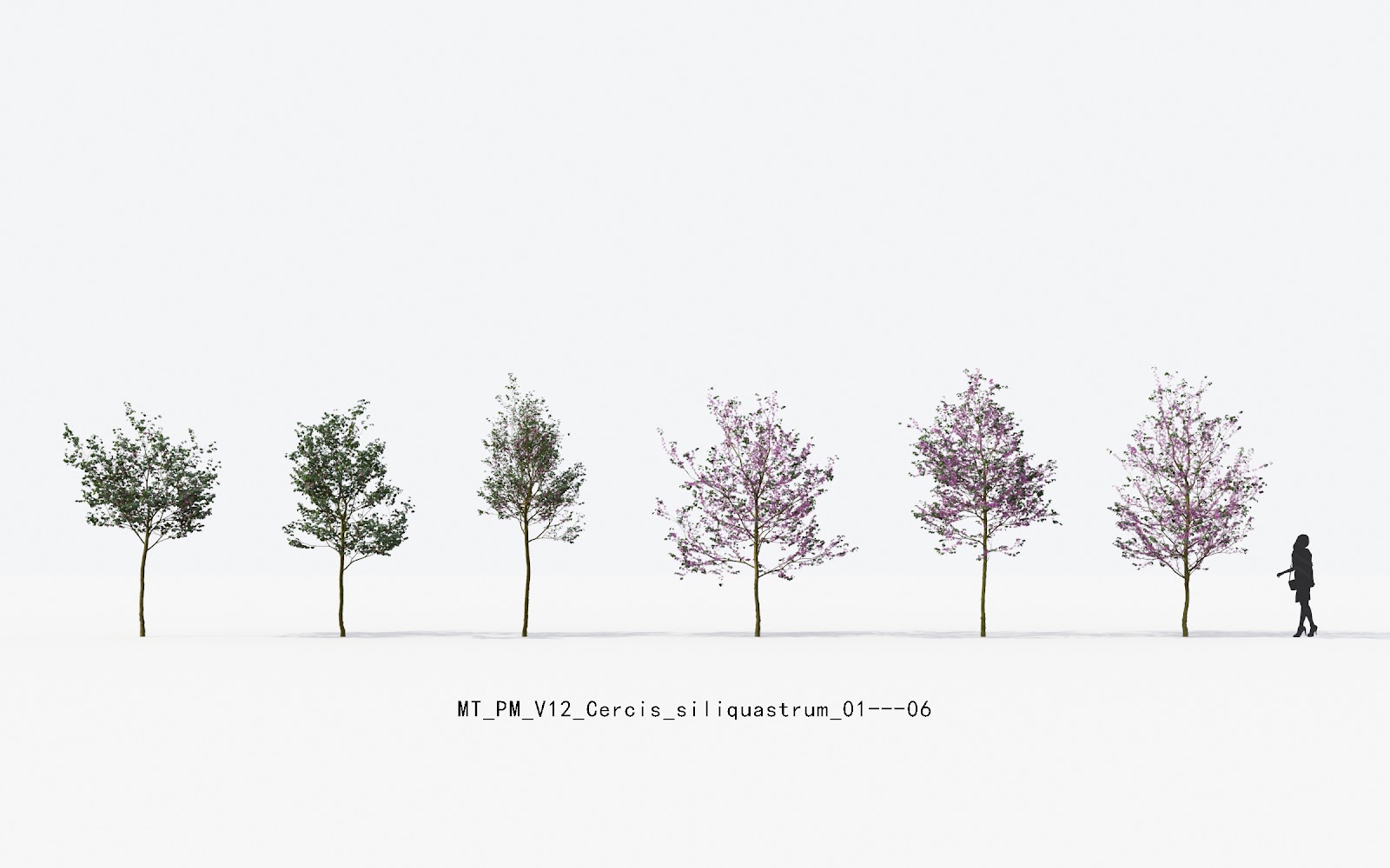Maxtree - Plant Models Vol.12