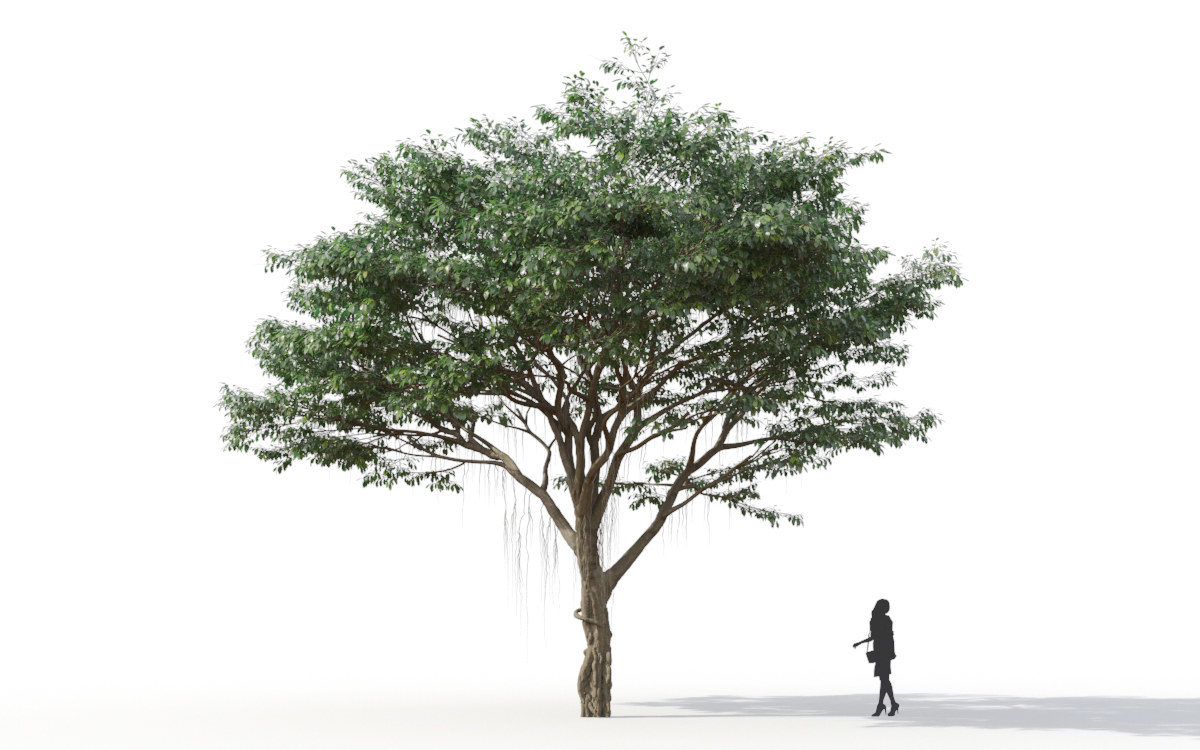 Maxtree - Plant Models Vol.11