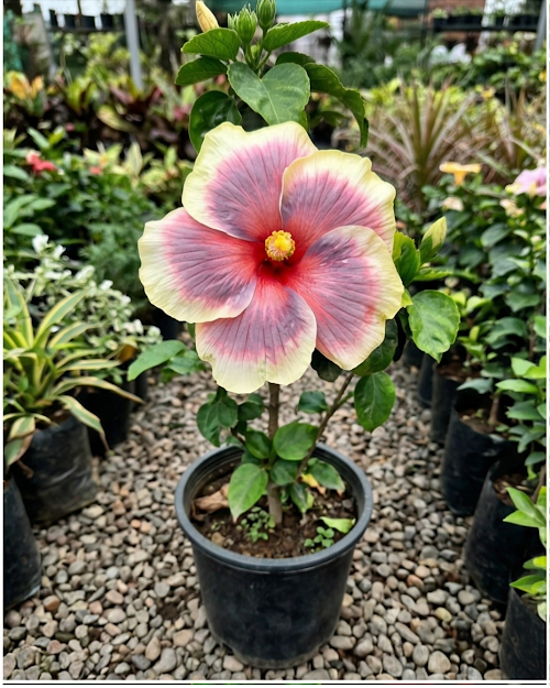 Hibiscus Pushpa Belladonna