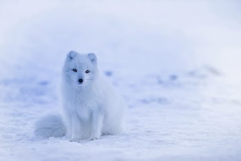 Arctic Fox Wallpaper