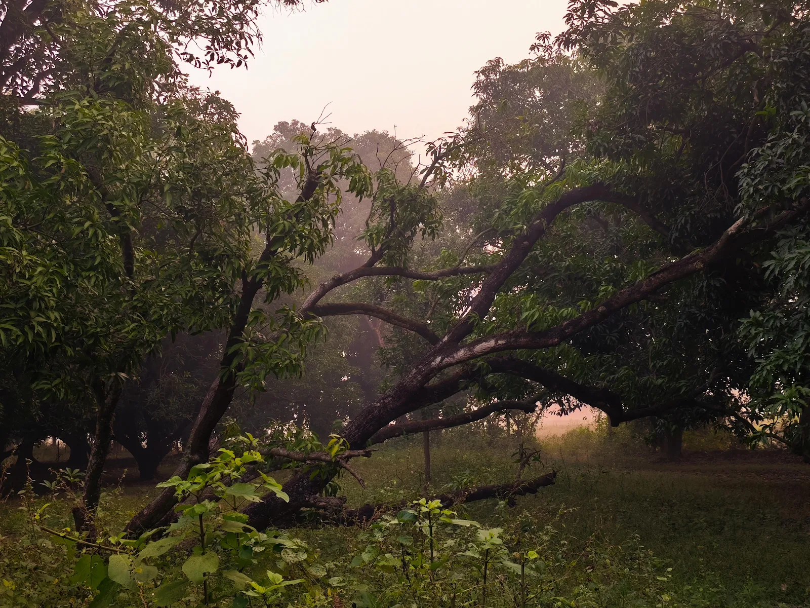 Misty Mango Tree Grove - Landscape Photography 4K Wallpaper (4096x3072)