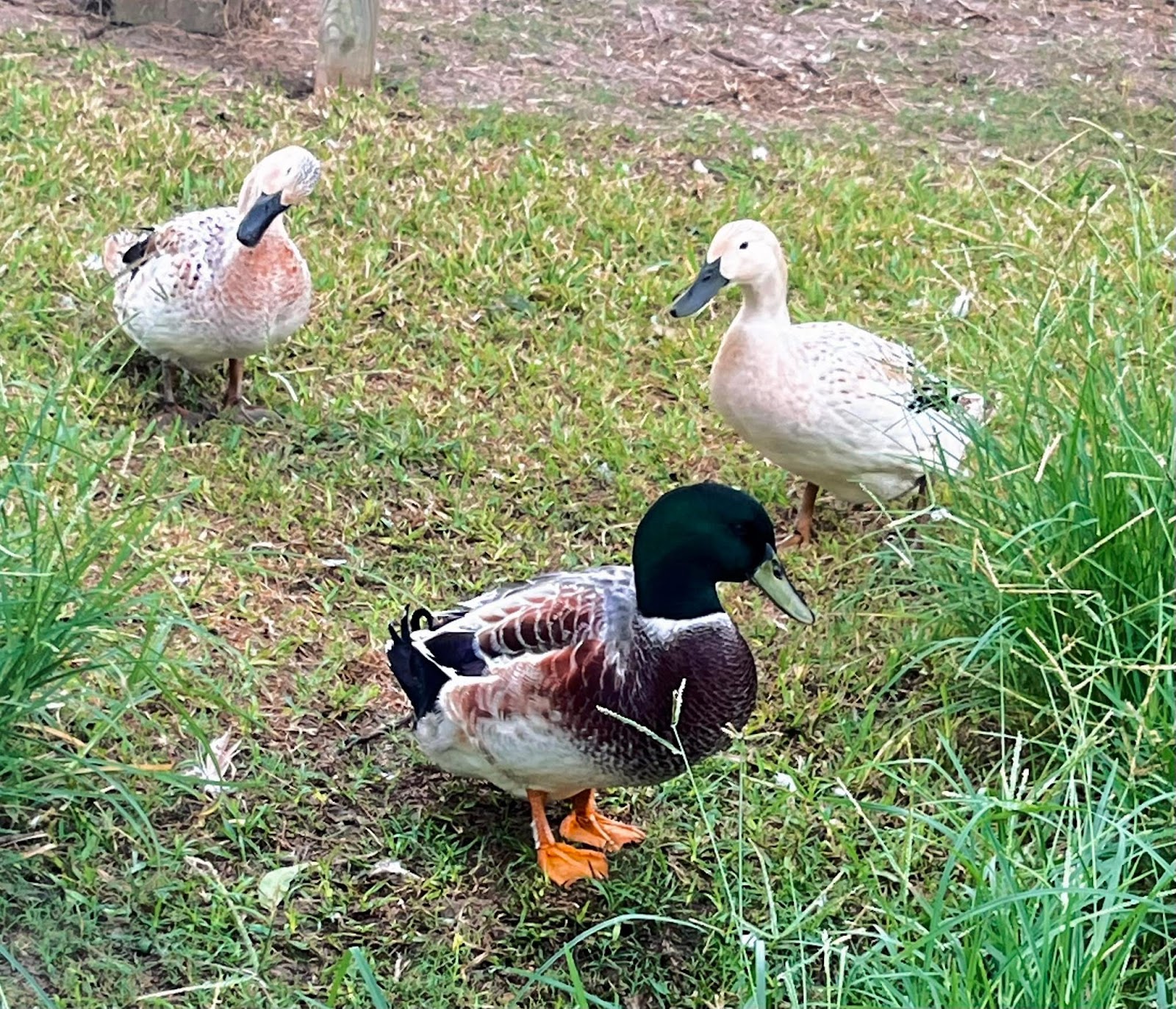 Welsh Harlequin Duckling