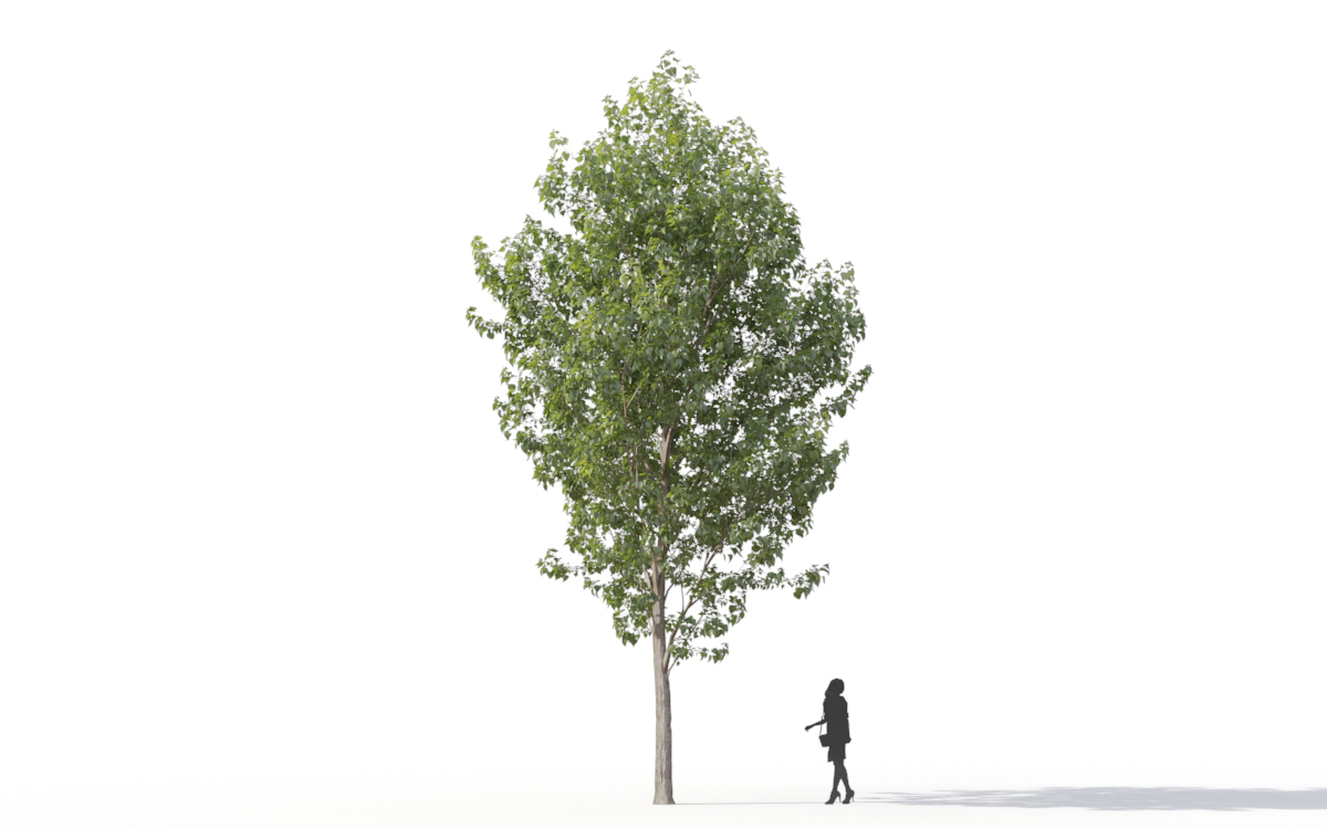 Maxtree - Plant Models Vol.11