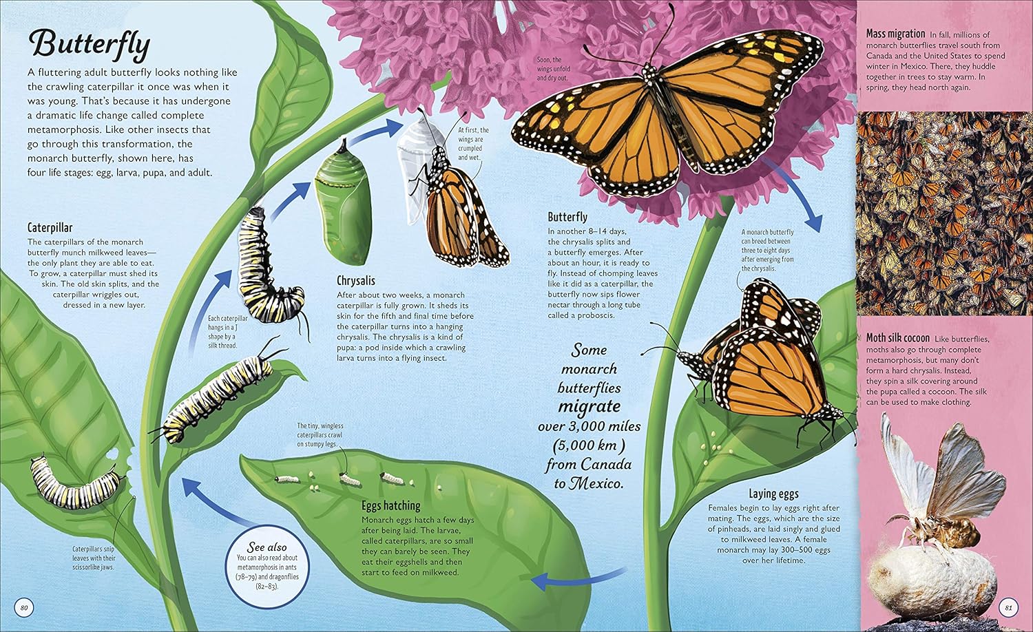 Life Cycle — gambar 4