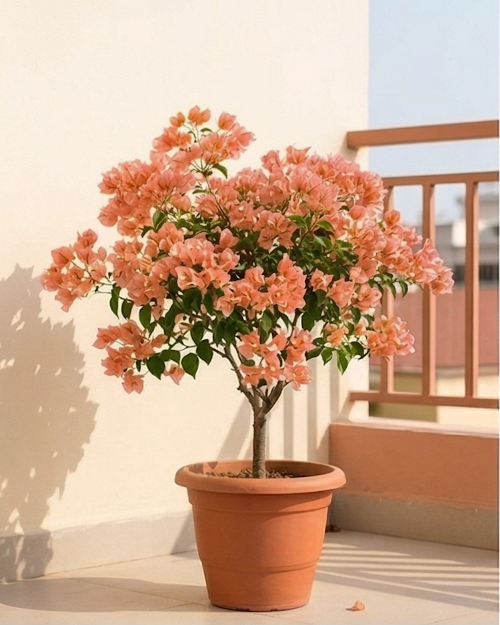 Imported Aruna Bougainvillea Plant
