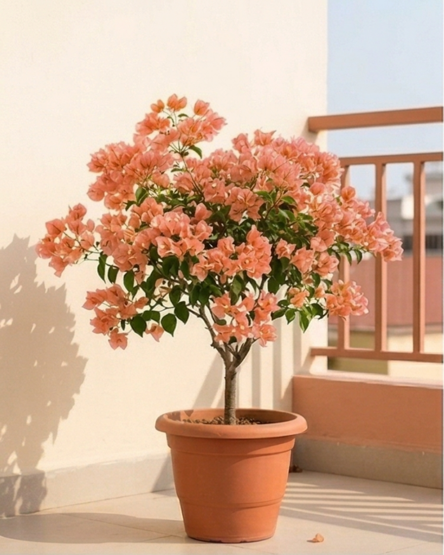 Imported Aruna Bougainvillea Plant — view 1