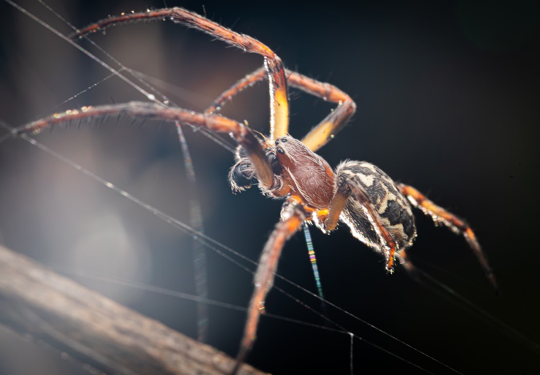 Larinioides cornutus