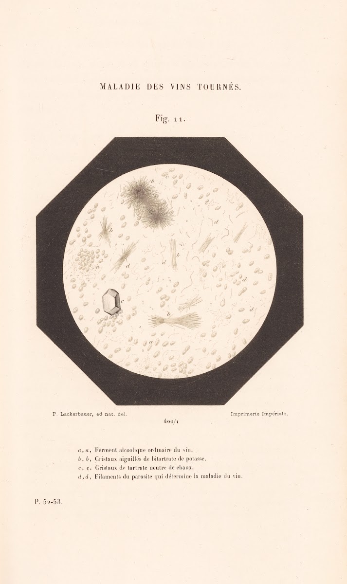 Études Sur Le Vin Pl06 1866