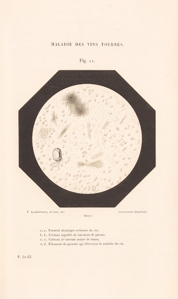 Études Sur Le Vin Pl06 1866
