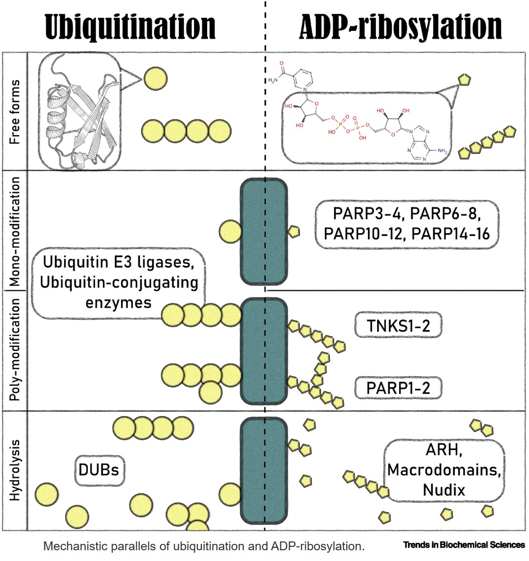 Parallels and crosstalk of ADP-ribosylation and ubiquitination