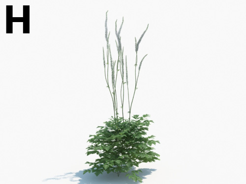 Maxtree - Plant Models Vol.3