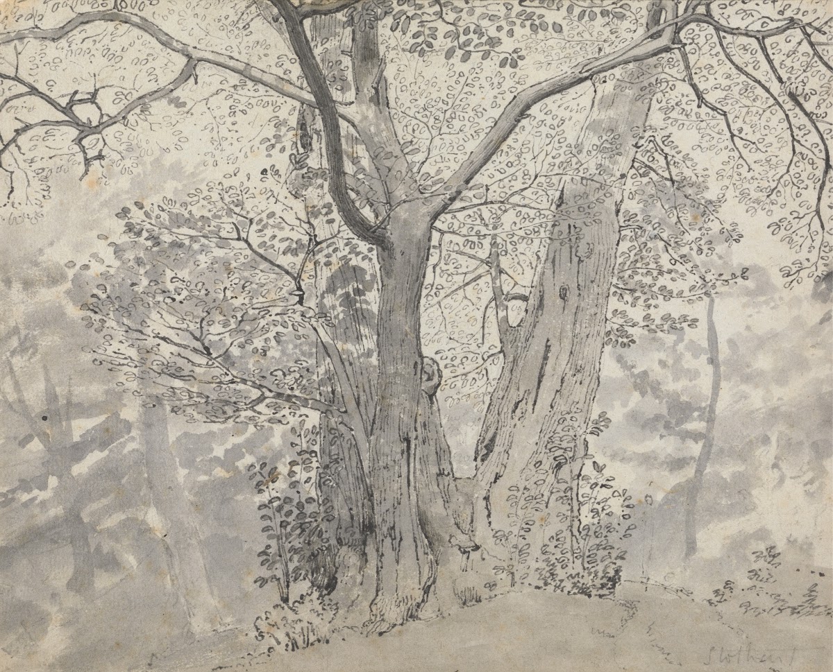 Tree Study