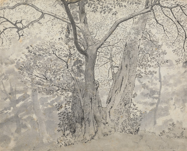 Tree Study