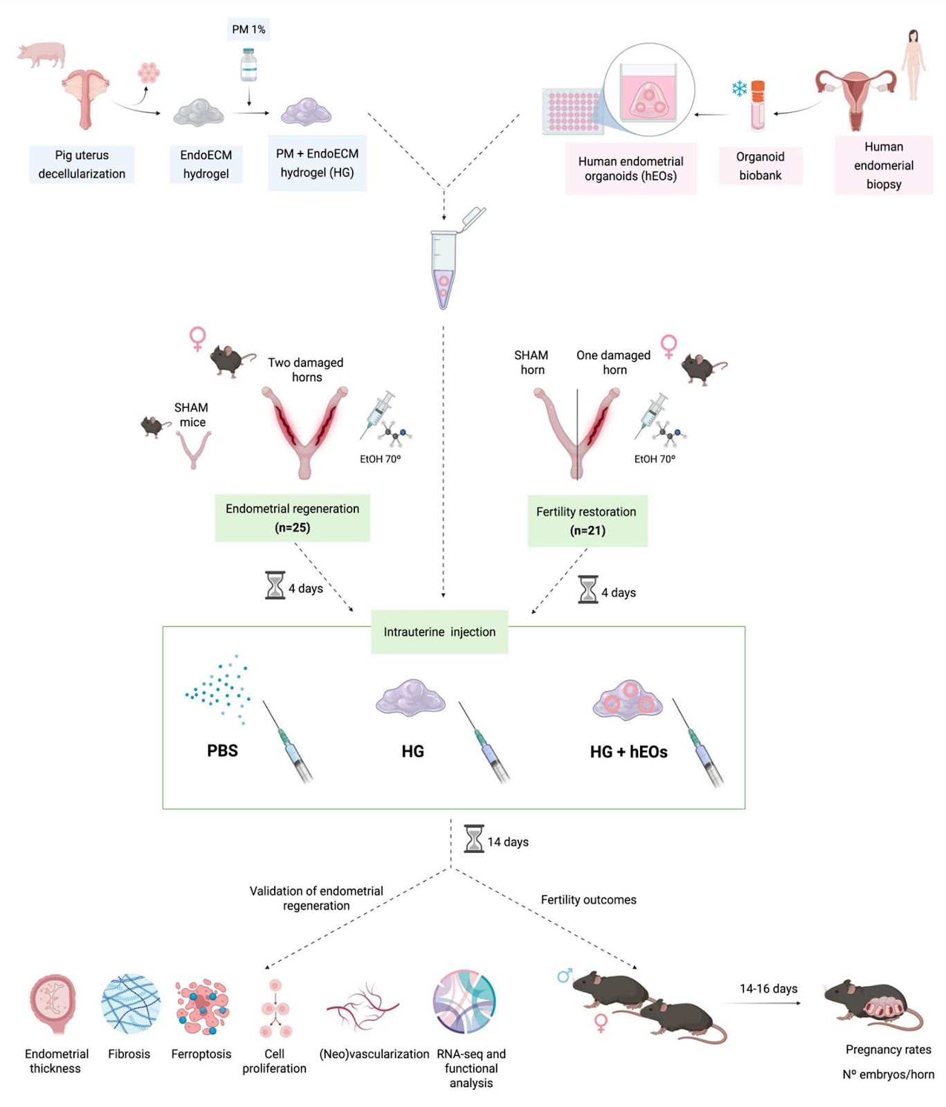 Hybrid endometrial-derived hydrogel and human endometrial organoids synergize for uterine regeneration in an immunocompetent murine model