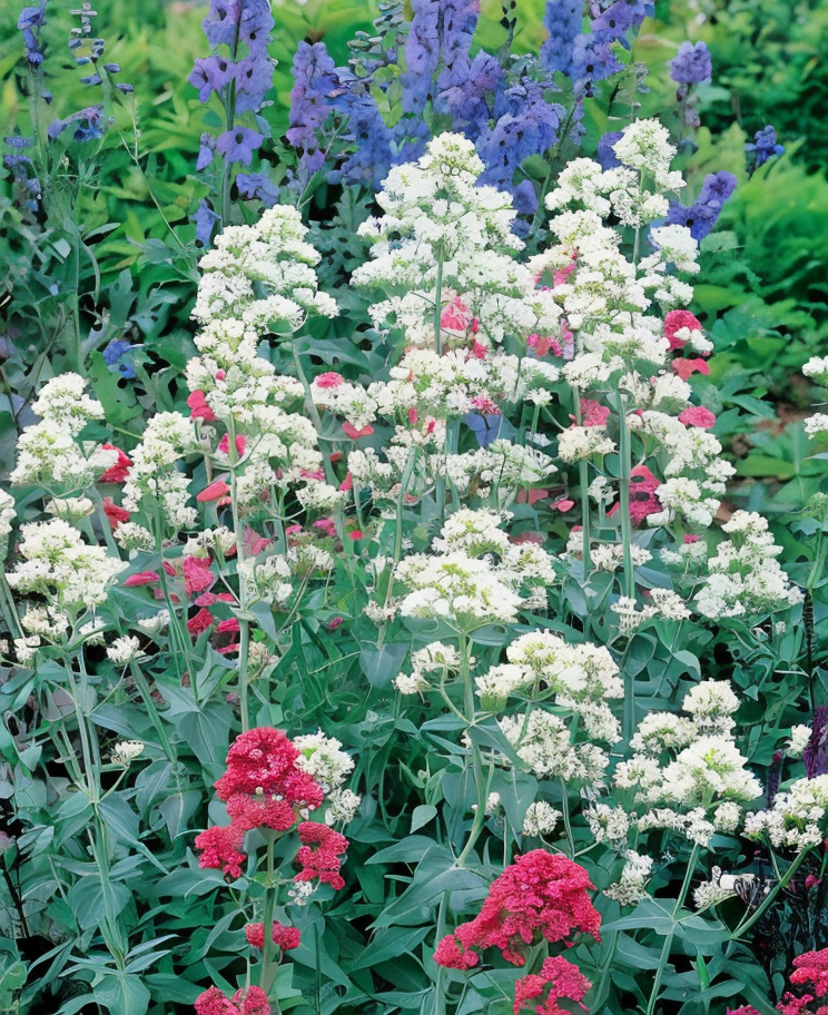Centranthus ruber 'Albus' in piena fioritura in un giardino roccioso soleggiato