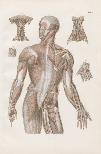 Muscles of trunk neck and arms posterior view with some of anterior surface 1880