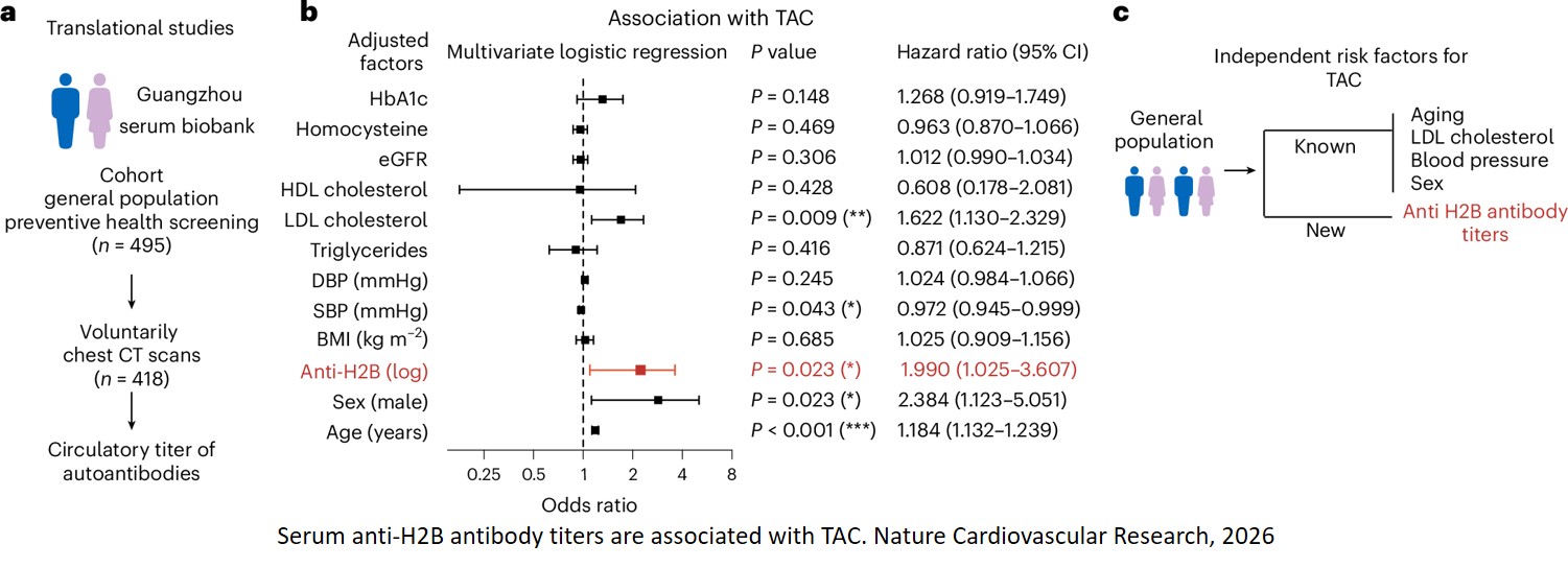 Artery tertiary lymphoid organs encode a pathogenic high-affinity autoantibody−autoantigen pair in atherosclerosis