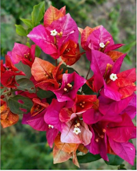 Imported Monduring Bougainvillea Plant