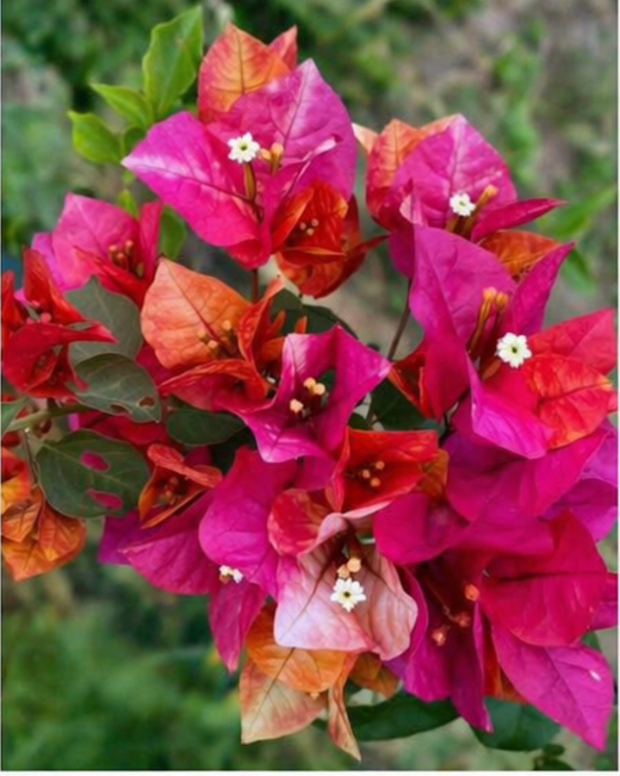Imported Monduring Bougainvillea Plant — view 1