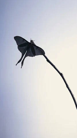 Celestial Moth Silhouette