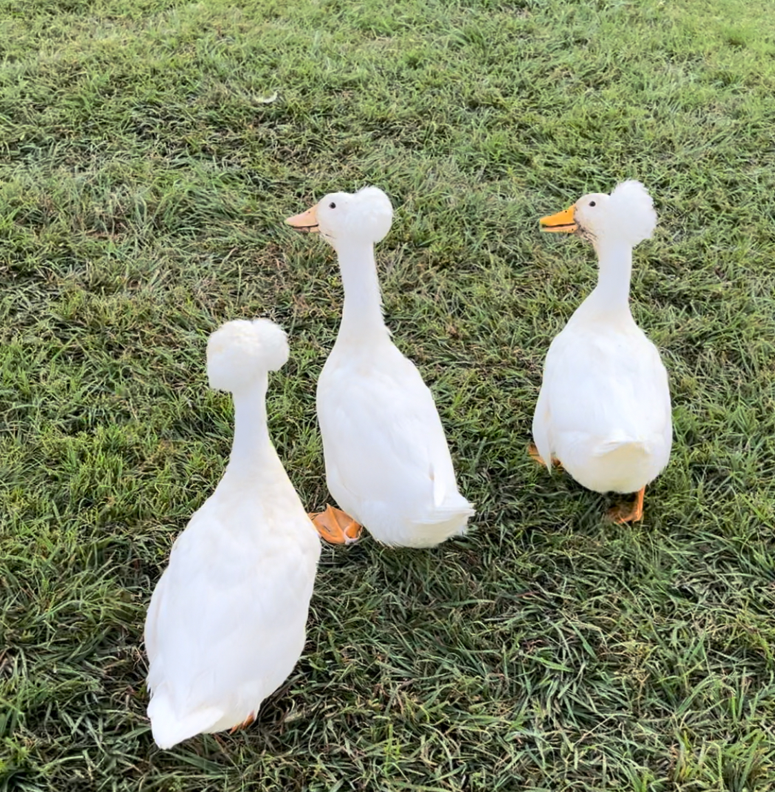 White Crested Duckling
