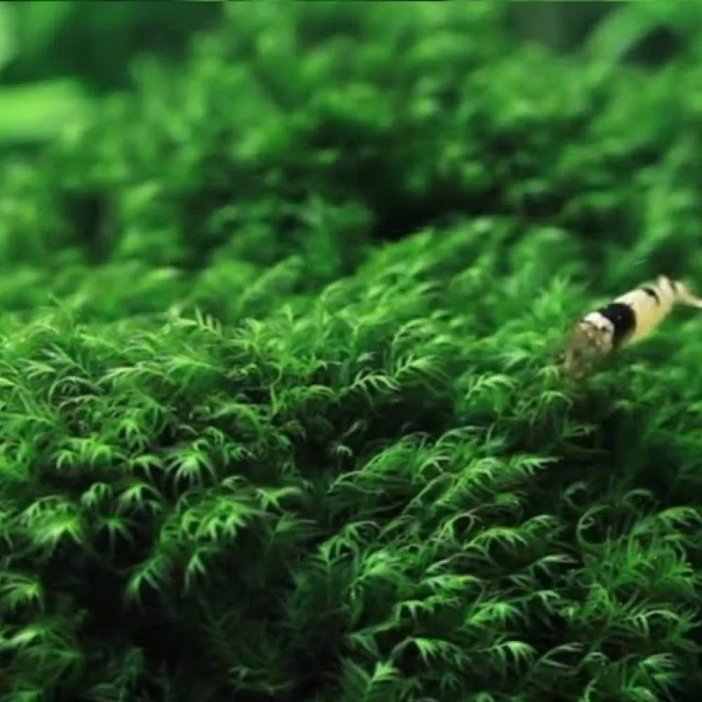 Fissidence crispulus (Zipper Moss)