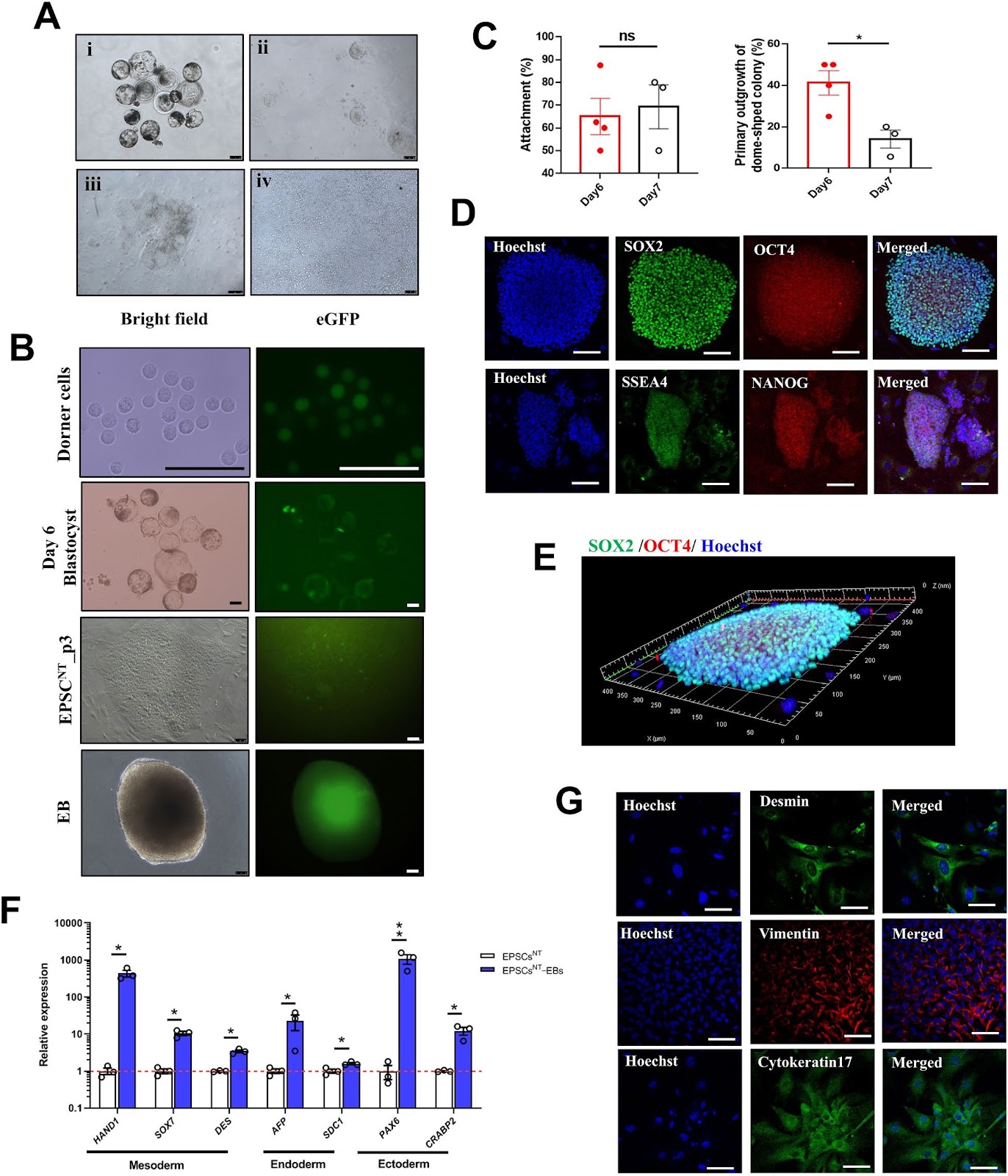 Transcriptomic insights and feeder-free culturing of porcine expanded potential stem cells from cloned embryos