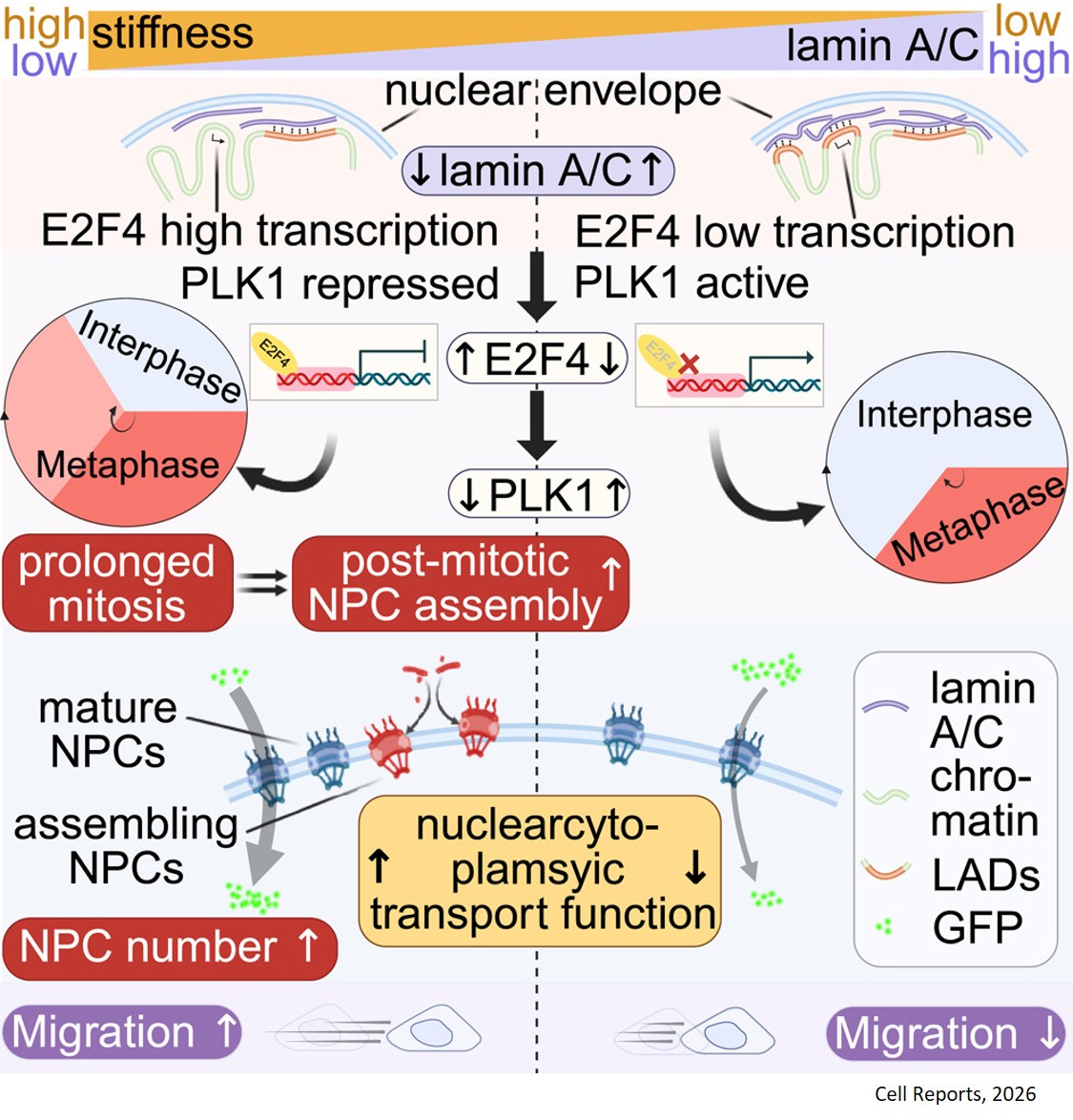 How extracellular matrix stiffness promotes neuroblastoma pathogenesis