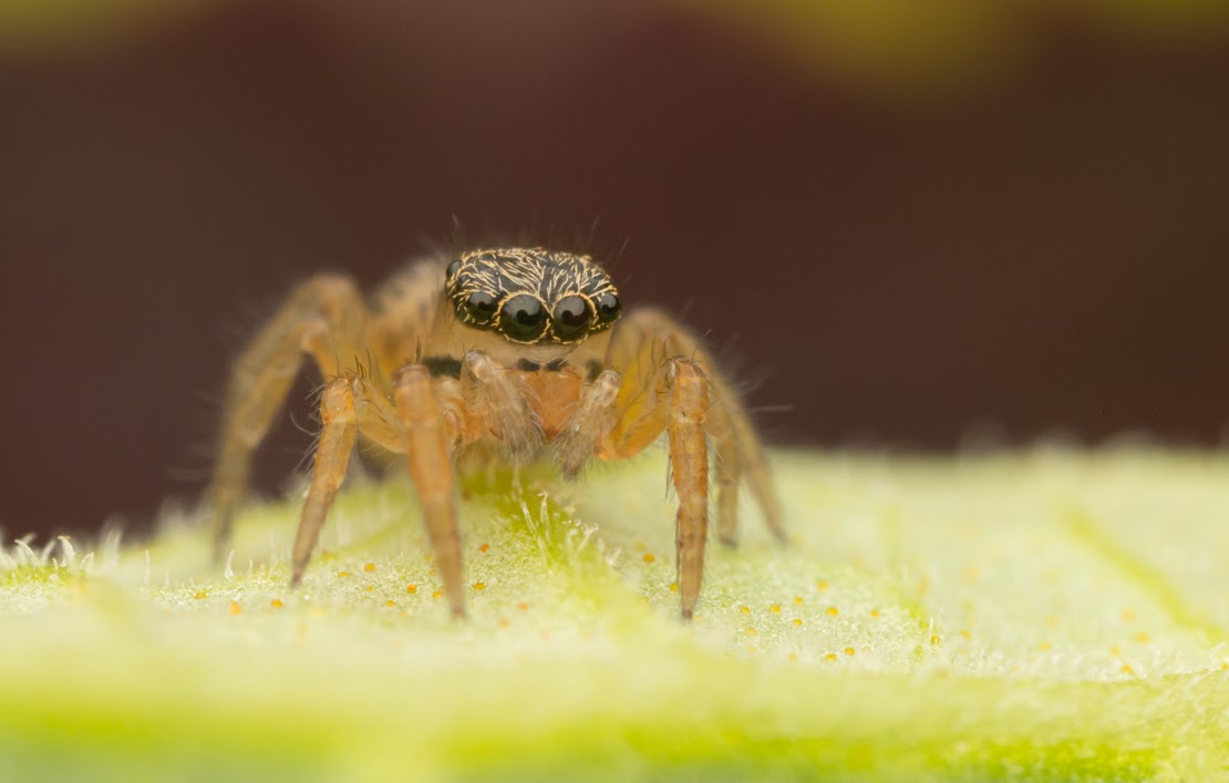 Euophrys frontalis