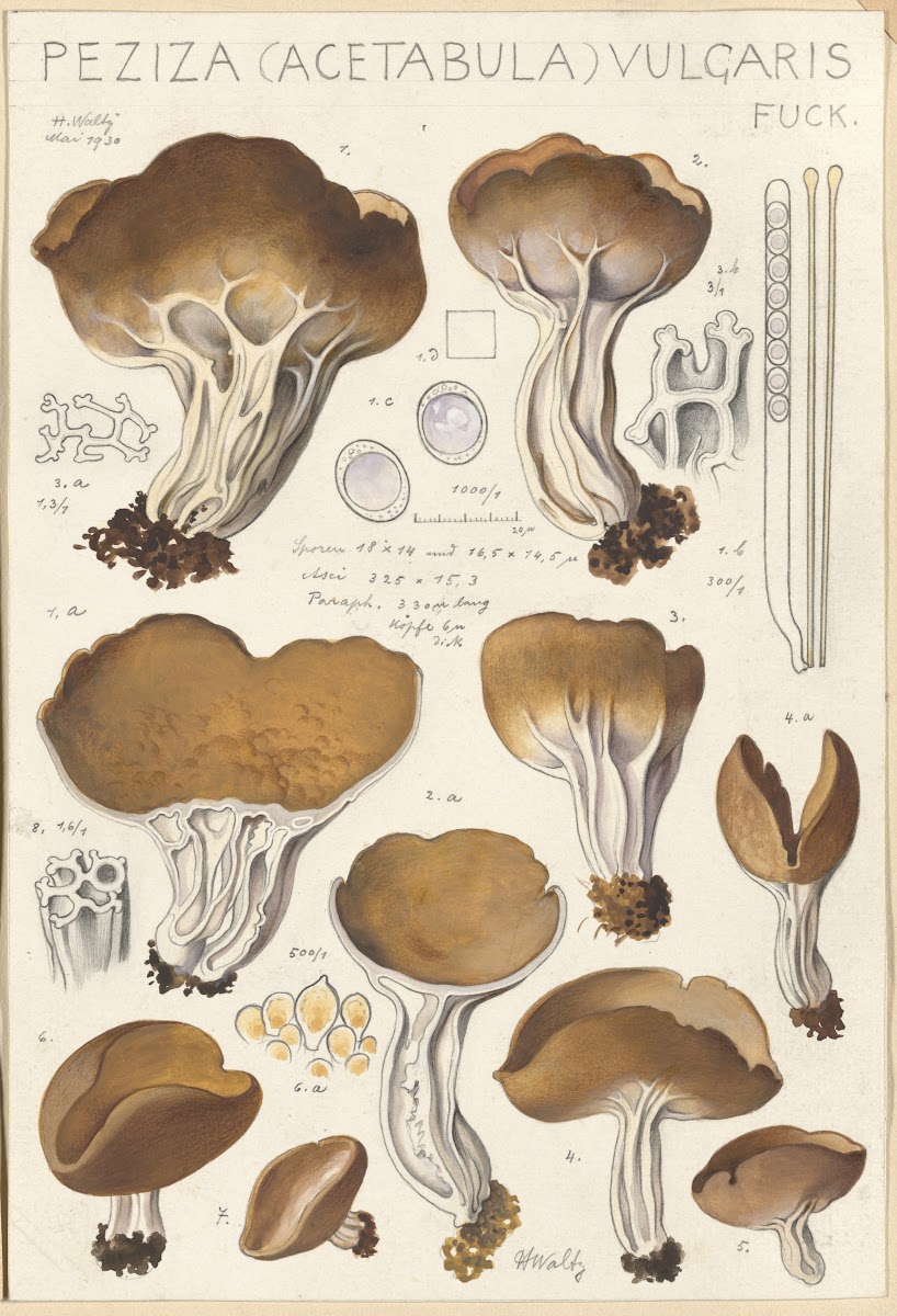 Peziza acetabula vulgaris 1915 1945