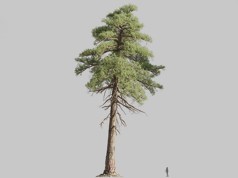 Maxtree - Plant Models Vol.126