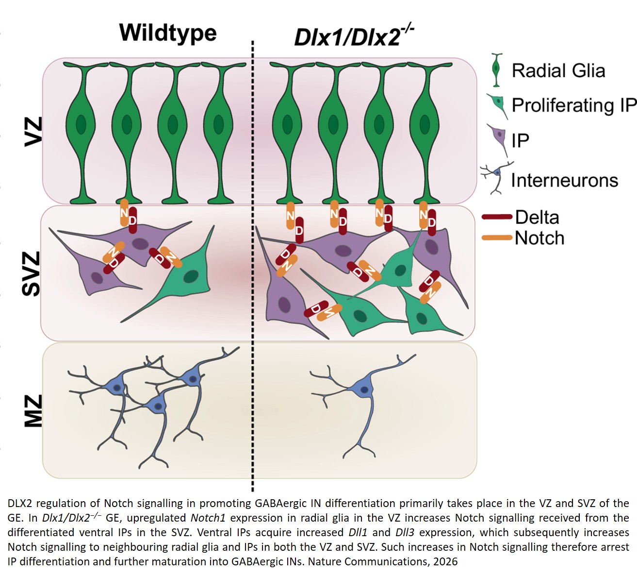 The DLX/Notch axis is necessary for spatiotemporal regulation of neural cell fate