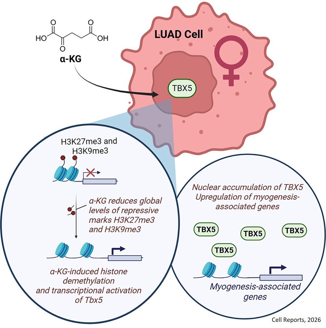 Dietary α-ketoglutarate modulates lung adenocarcinoma growth and epigenetic remodeling in a sex-dependent fashion