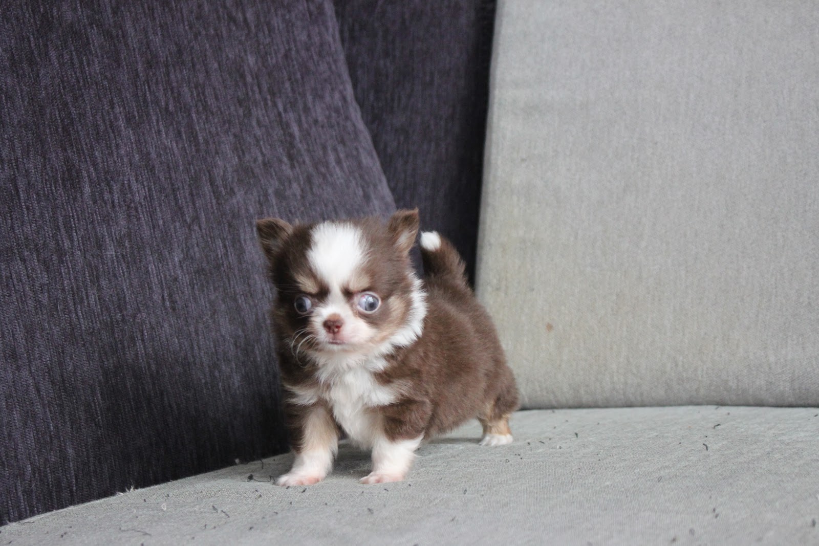 12/30出生 高端優質茶杯型長毛吉娃娃巧克力領巾弟弟