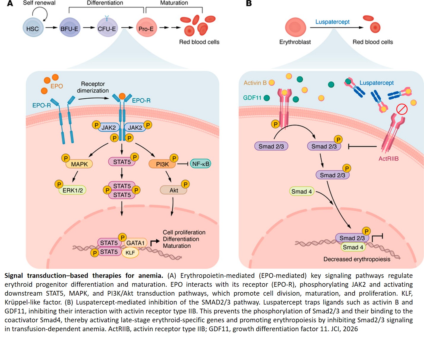 Strategies in anemia therapy