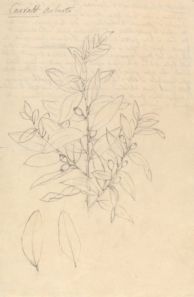 Carratt Osyris lanceolata