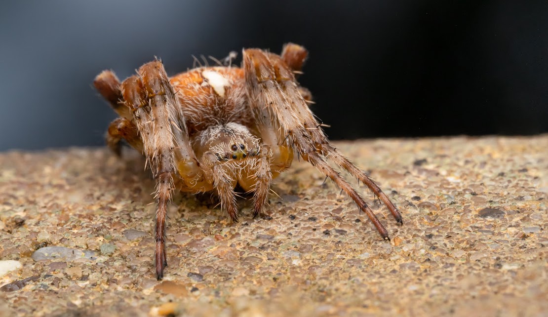 Araneus diadematus