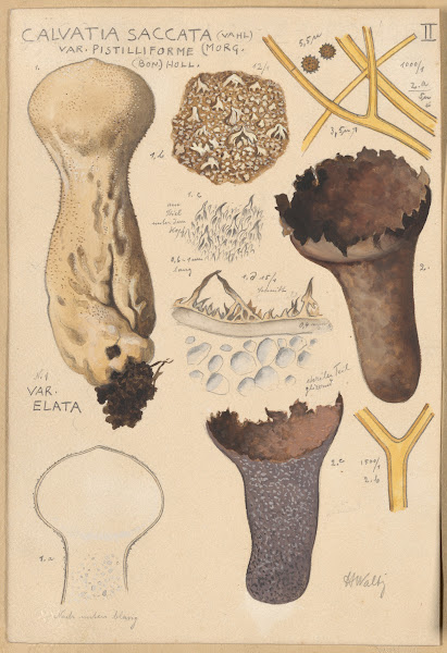 Calvatia saccata 1915 1945