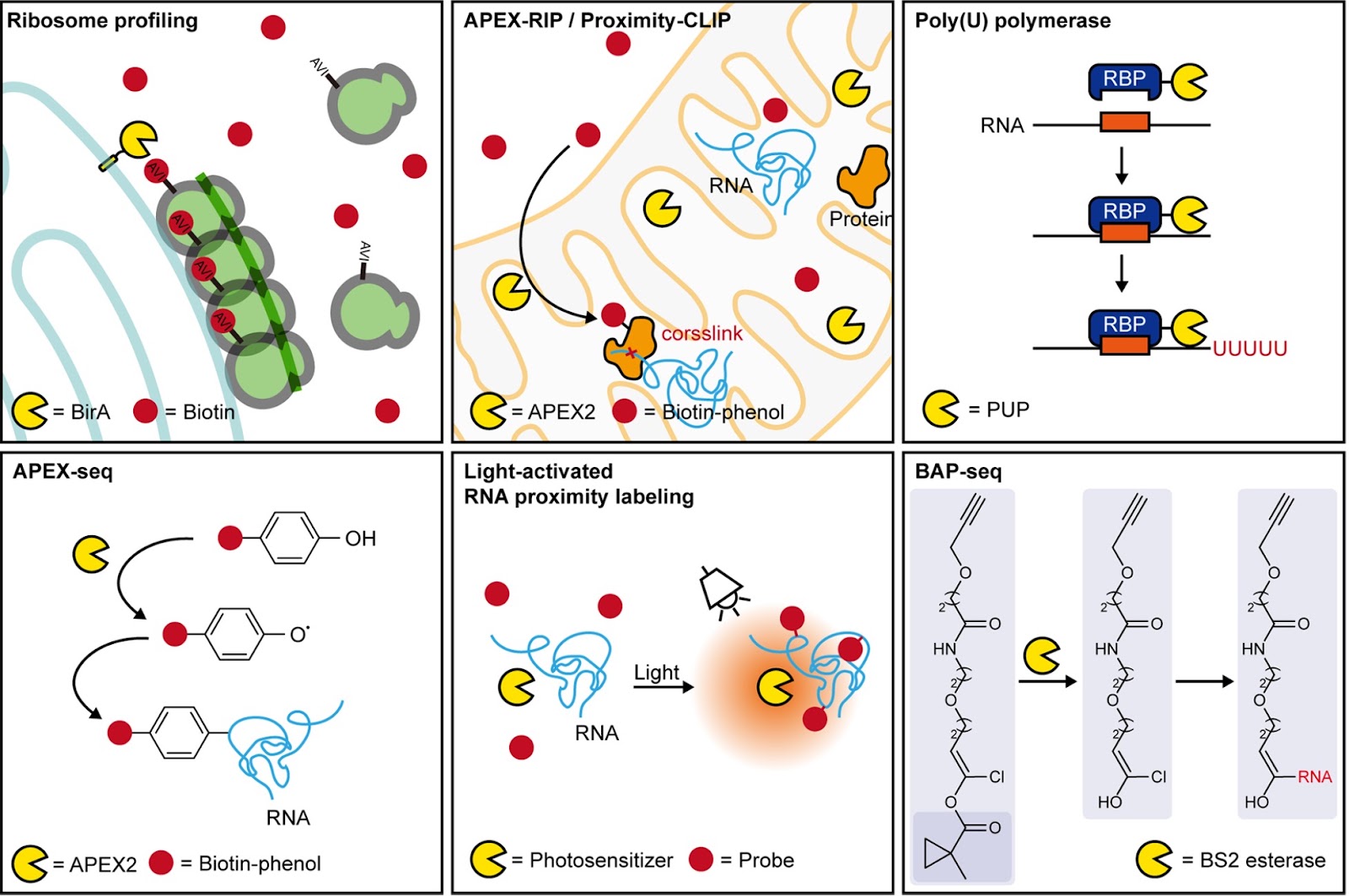 Mapping subcellular RNA localization with proximity labeling